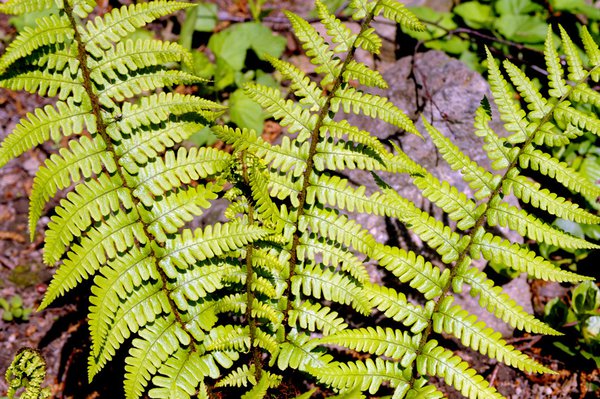 Rotschleierfarm (Dryopteris erythrosora) 