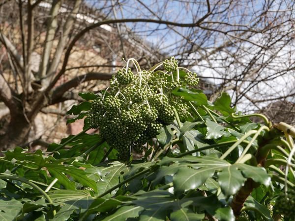 Fatsia japonica