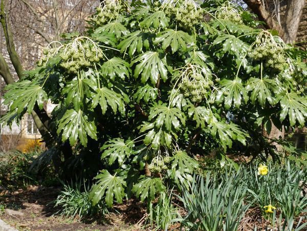 Fatsia japonica