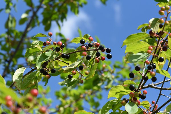 Faulbaum, Rhamnus frangula