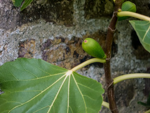 Feigen ernten