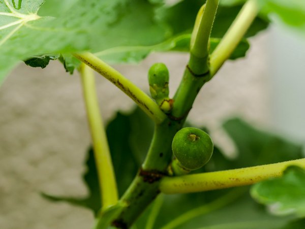 Feigen ernten