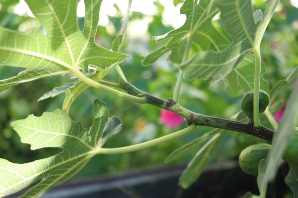 Sommerschnitt bei Feigen Lubera Feige, Schnitt, Schere, Fruchttrieb