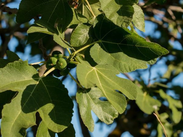 Feigenbaum pflanzen