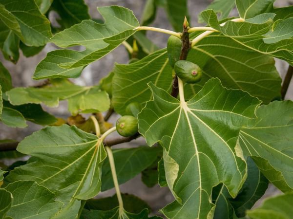 Feigenbaum kaufen