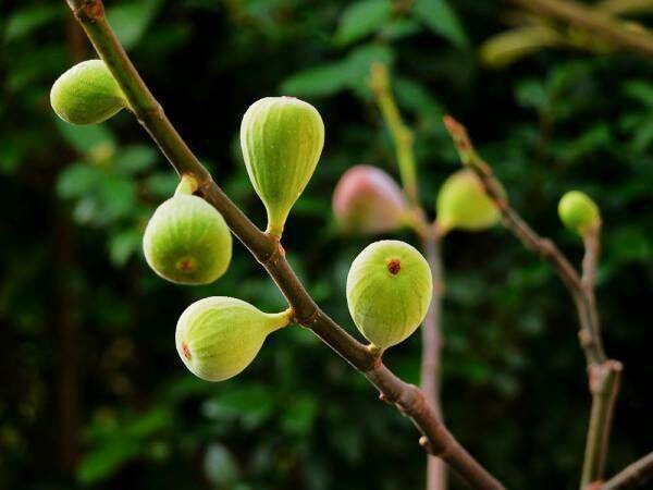 Figues, non m&ucirc;res
