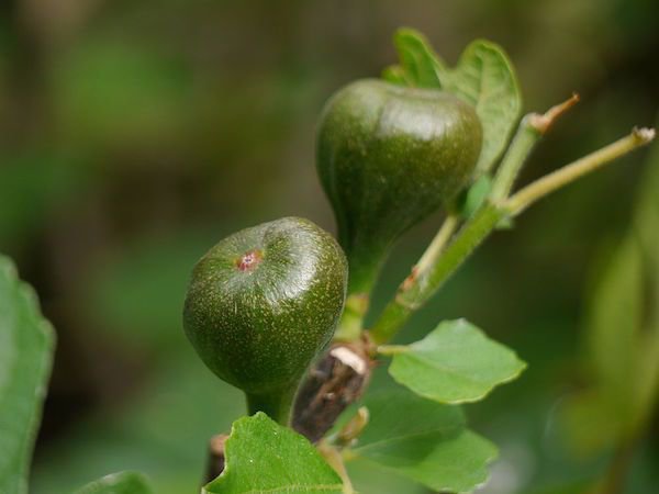 Feigen ernten