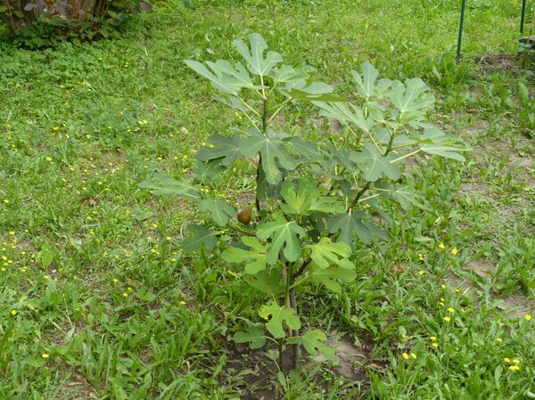 Feigenbaum Brown Turkey, Ficus carica
