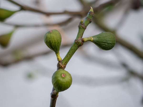 exotische Pflanzen im Winter