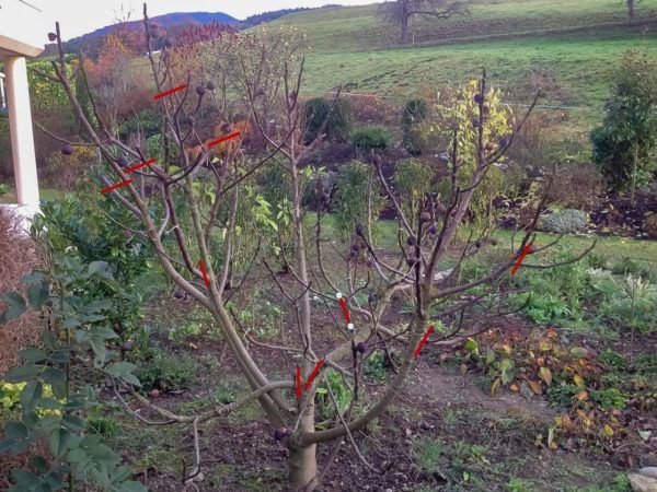 Geschnittener Feigenbaum - Beispielbild