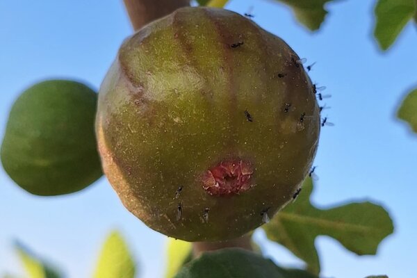 Ficus carica, Bocksfeige, Feigengallwespe, Blastophaga psenes