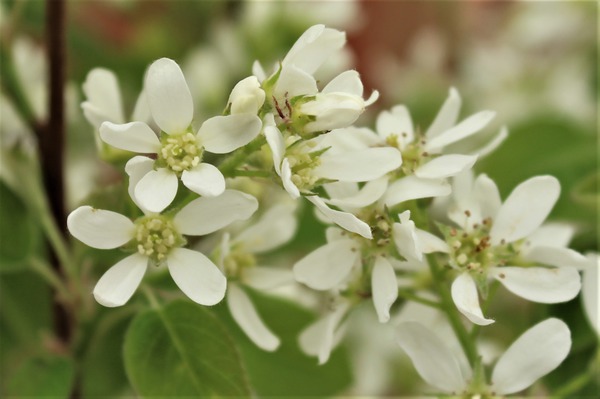 Felsenbirne, einheimische Felsenbirne (Amelanchier ovalis, Syn. rotundifolia))