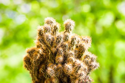 Cereus peruvianus Monstrosus cactus