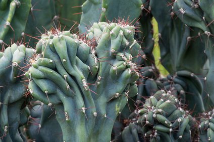 Felsenkaktus in freier Natur