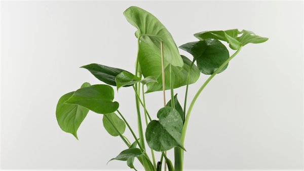 Fensterblatt (Monstera deliciosa)