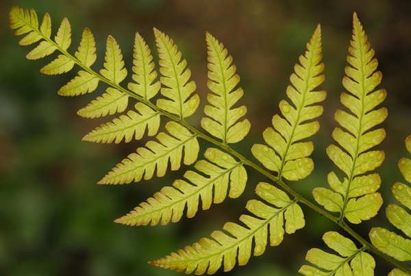 Rotschleierfarm (Dryopteris erythrosora) 