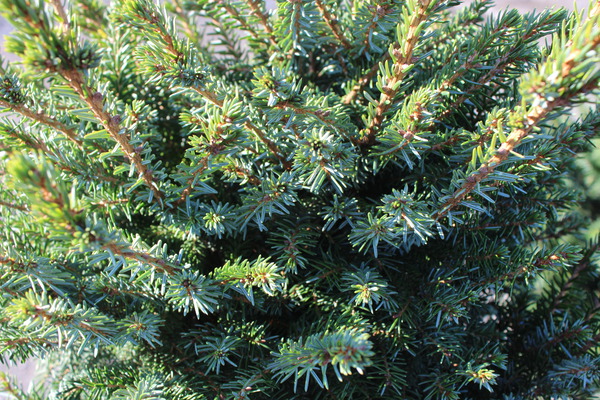 Die Nadeln von Picea omorika 'Nana'