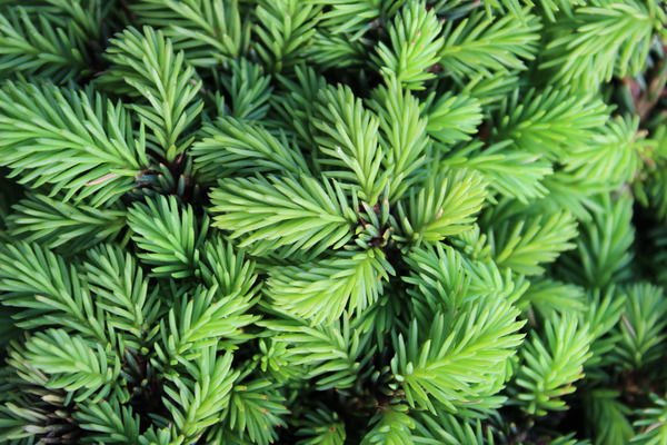 Picea abies Little Gem