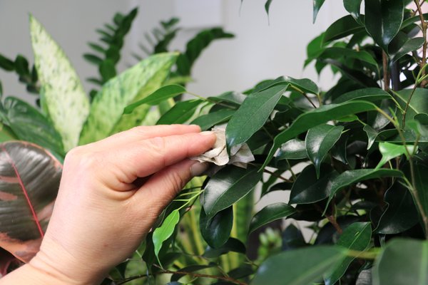 Ficus benjamini schneiden Milchsaft mit Küchenpapier abtupfen, Zimmerpflanzen schneiden