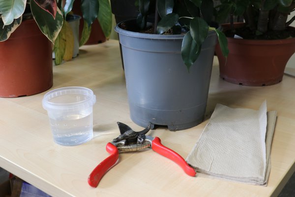 Ficus benjamini schneiden Vorbereitung für den Schnitt, Gartenschere, Küchenpapier, Schale warmes Wasser