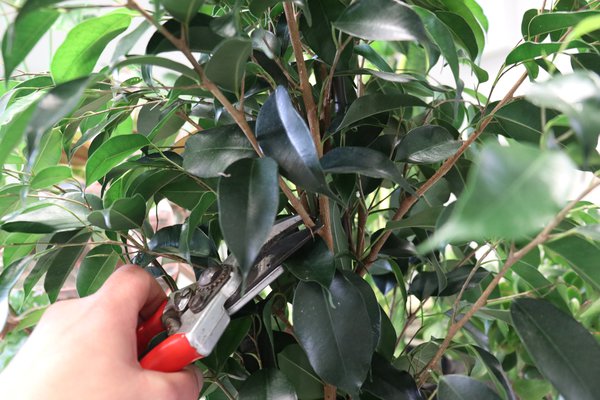 Ficus benjamini schneiden zu gross gewordene Pflanze, Zweige direkt am Stamm abtrennen