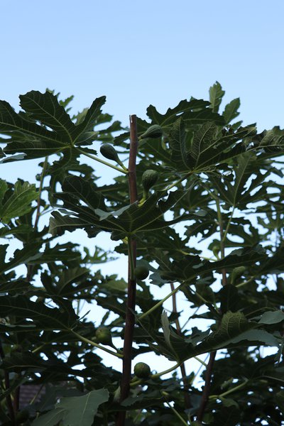 Ficus carica schneiden, Feige Feigenbaum, Fruchttrieb nach Schnitt
