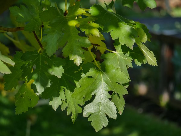 Feigenbaum auspflanzen