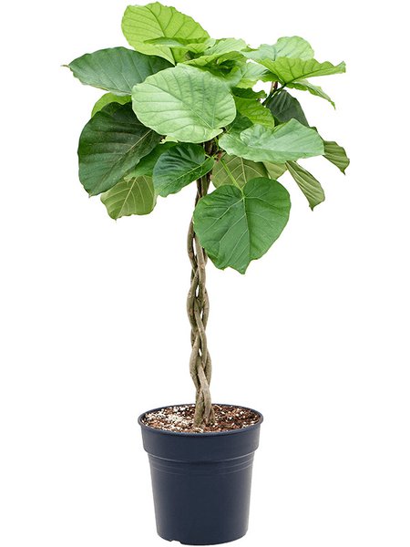 Ficus umbellata, Stamm geflochten, im 24cm Topf, H�he 100cm, Breite 45cm