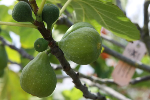Desert King, Ficus, Feige, Fruchtfeige, Sommerfeige, San Pedro Feige
