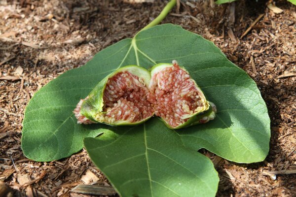 Desert King, Ficus, Feige, Fruchtfeige, Sommerfeige, San Pedro Feige