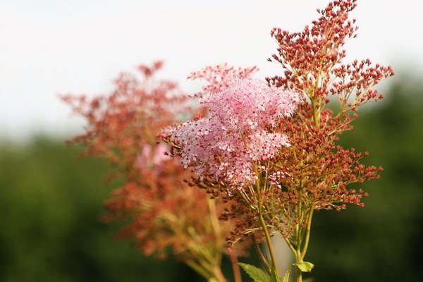 Filipendula rubra 'Venusta'