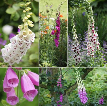 Fingerhut / Digitalis Pflege
