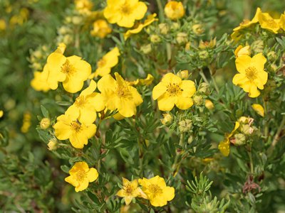 Fingerkraut, Fingerstrauch (Potentilla)