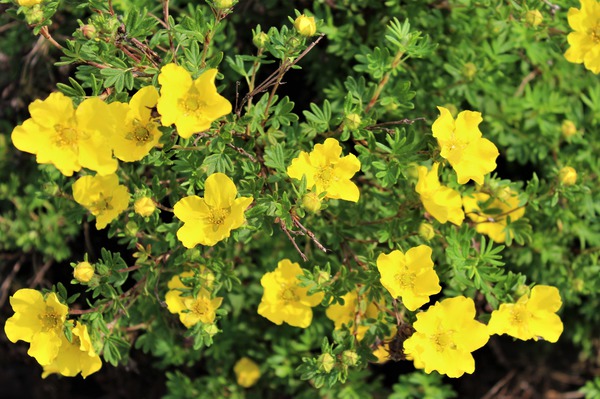 Gelbe Blüte der Potentilla fruticosa 