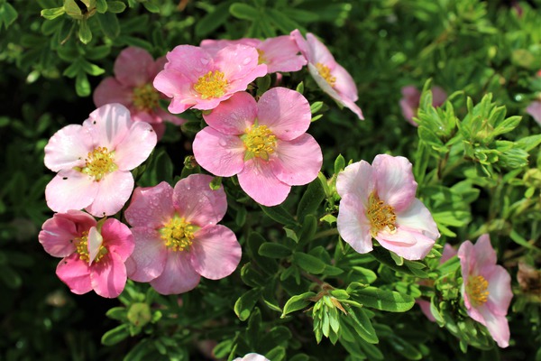 Fingerstrauch 'Pink Beauty'® Fingerstrauch 'Pink Beauty'®