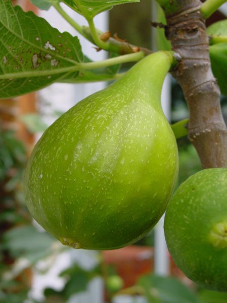 Fruchtfeige Fiorone Giallo Lubera