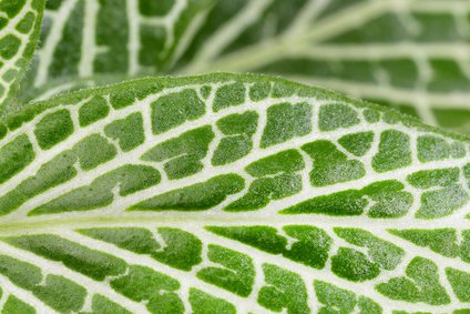 Fittonia Blatt