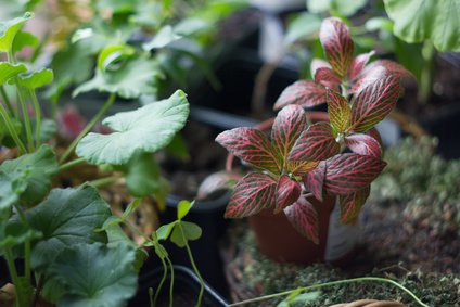 Fittonia 