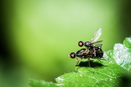 Fliegende Ameisen bei der Paarung