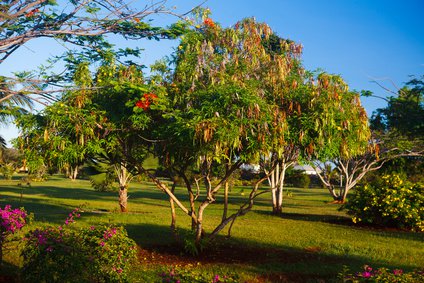 Flammenbaum in einem tropischen Garten