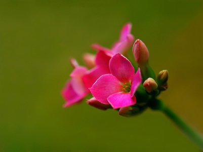 Flammende Käthchen vermehren