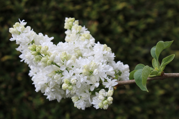 Bauerngarten-Pflanzen Edelflieder Mme Lemoine Lubera