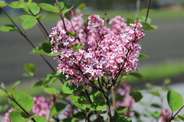 Syringa 'Tinkerbelle' 