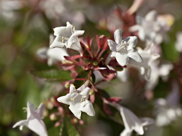 Großblütige Abelie ( Abelia grandiflora)