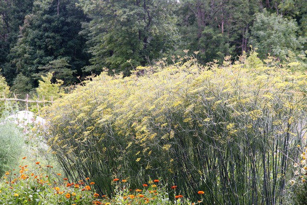 Foeniculum vulgare Rubrum