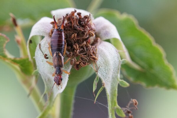 Ohrwurm, Forficula auricula