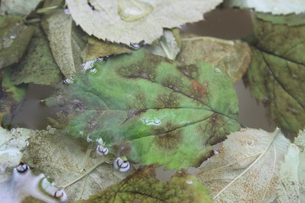 Apfelschorf Ausschüttung der Sporen mit Wasser Lubera