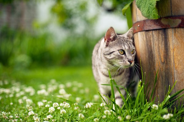 Ist Glücksklee giftig für Katzen?