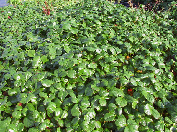 Fragaria chiloense 'Chaval'