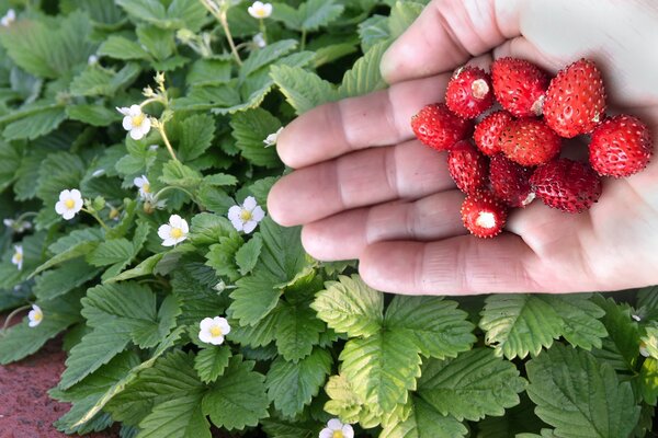 Erdbeere Alexandria (Fragaria vesca 'Alexandria') Erdbeere Alexandria (Fragaria vesca 'Alexandria')